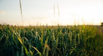 Advantages and Disadvantages of GM Crops