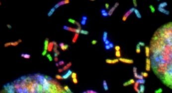 The Intricate Relationship Between Chromosomes and Genes