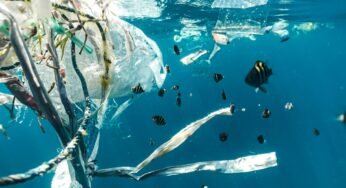 The Growing Problem of Plastic Pollution Essay